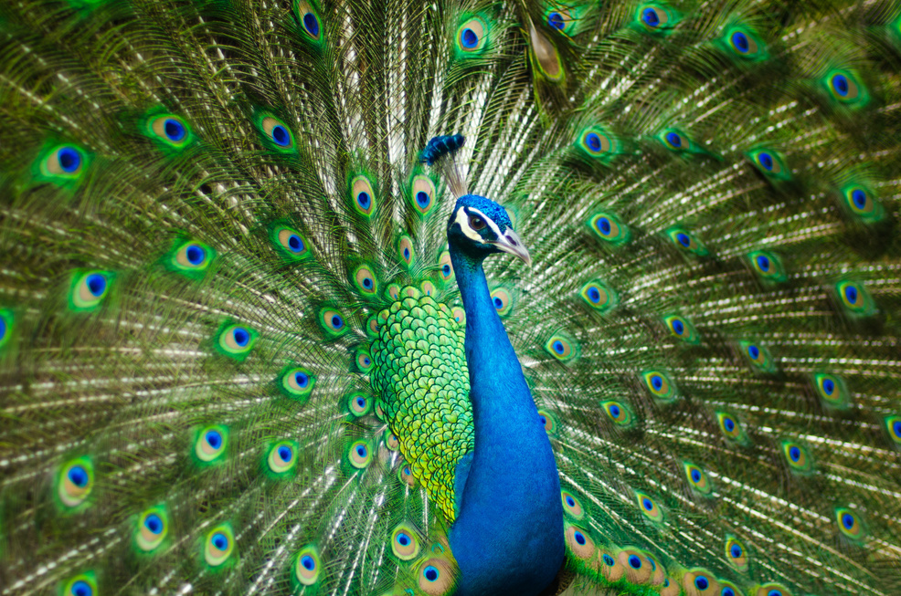 Peacock in Nature